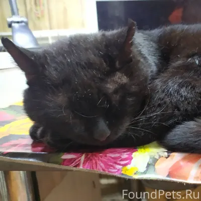 16 января пропал черный кот с....