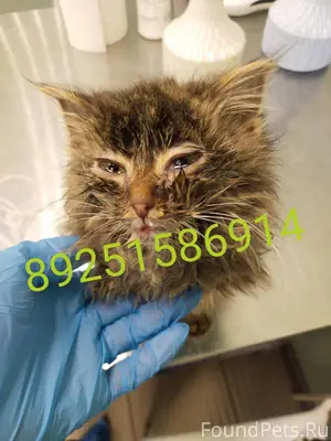 🆘🆘🆘 СПАСАЕМ ОТ СМЕРТИ маленько...