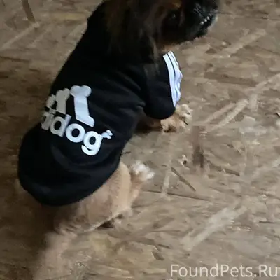 Лысково! Пропала собака!!! Есл...