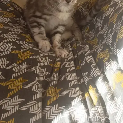 🆘Сегодня нашли вот такой комоч...