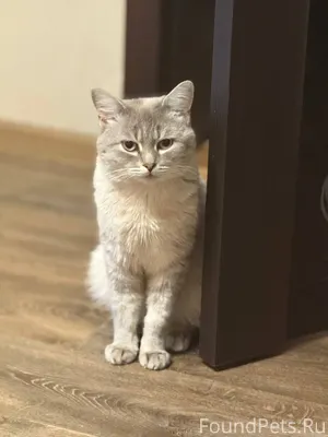 ПРОПАЛ КОТ!!! Позавчера вечеро...