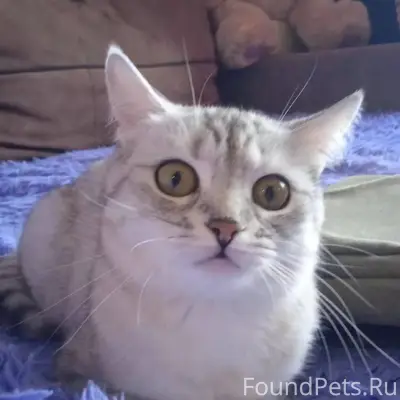 Пропала кошка! Пожалуйста, мак...