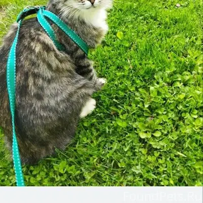 Г. Талдом, ул. Советская пропа...