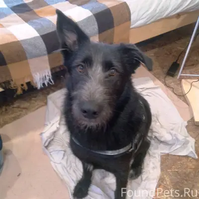 Вчера поздно вечером убежал пё...