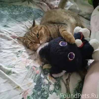 У моей подруги пропала кошка п...