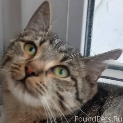 НАЙДЕН КОТ !!! 21 января в под...