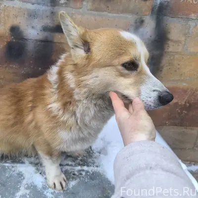 Нашли коржика- потеряшку. Маль...