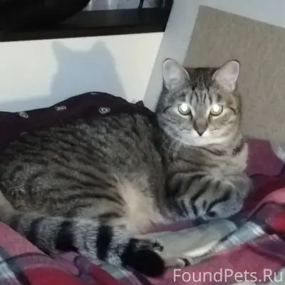 Пропал кот Есенин(Сеня) 20.01....