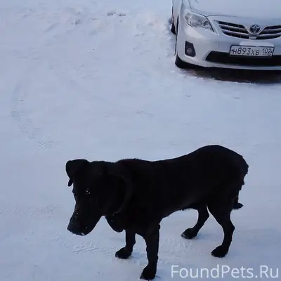 ИШИМБАЙ. Чья-то собака потерял...