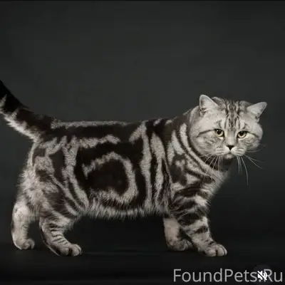 Пропал кот ориентировочно на у...