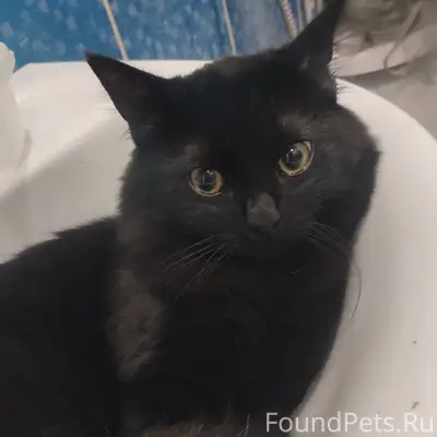Пропал кот по кличке Симба.Убе...