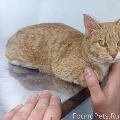 Найдена кошка. Ухоженная, дома...