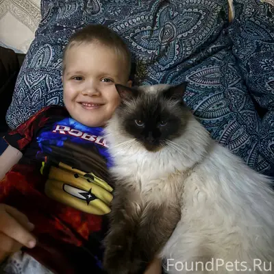 ‼️ Внимание! Пропал кот. Гулял...