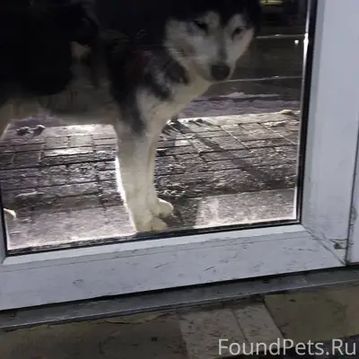 Чья потеряшка? Прибился кобель...