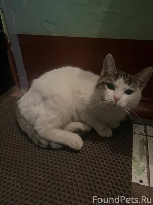 Ищем хозяев! В районе в-1...