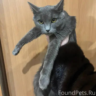 Найден кот. Мкр. Кочетовка 5, ...