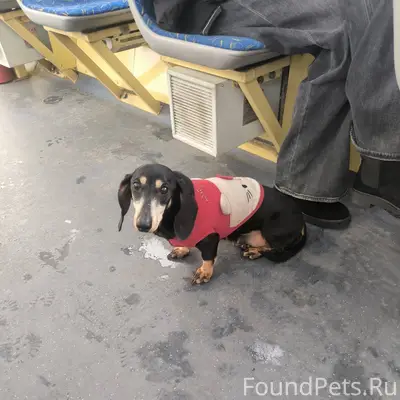 Найдена собака в трамвае №6. З...