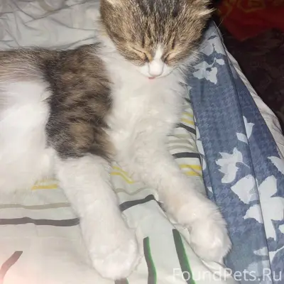 ПРОПАЖА!! Здравствуйте, пропал...