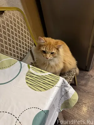 Срочно!‼️ найден кот или кошка...