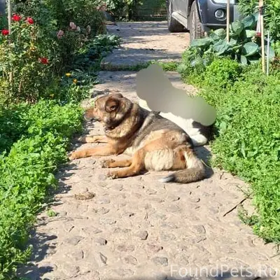 ПОТЕРЯЛСЯ РЫЖИК НА КОРОЛЕВА