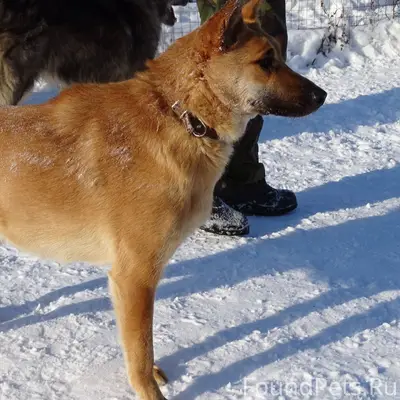 Добрый день. Пропала собака (к...
