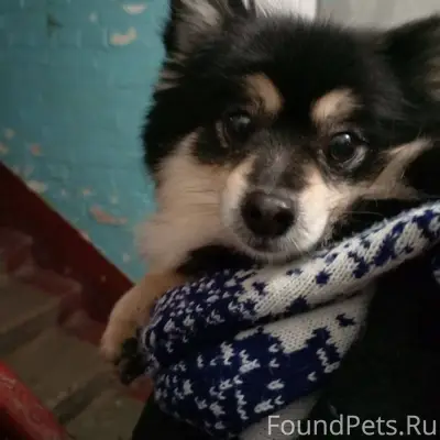 Орехово-Зуево ‼️ Найдена собач...