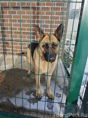 Найдена собака - немецкая овча...