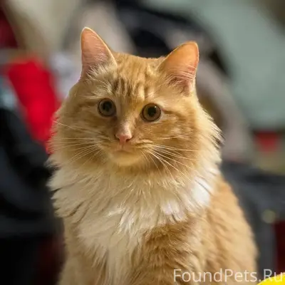 Пропал кот Марсик. Ушёл из дом...