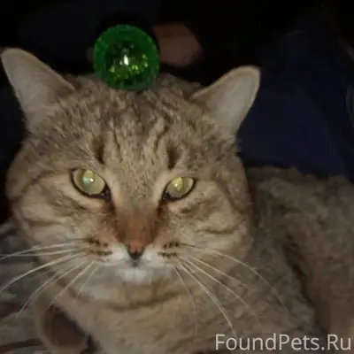 Пропал кот Яша, (4года) . В ра...