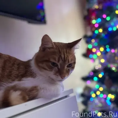 21 числа пропал кот по улице.....