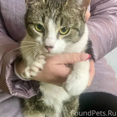 Найден молоденький кот с ошейн...