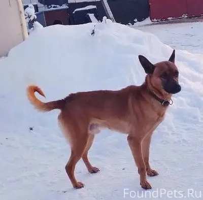 В с. Новое Место приблудился п...