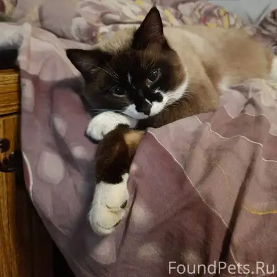 Пропал кот в районе ул. Новая....