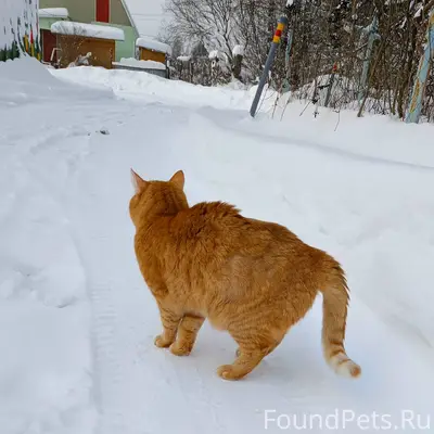 18.01.2025 на территории Климо...