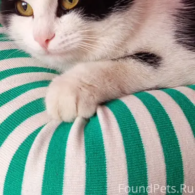 Пропал кот проживающий по ул П...