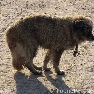 Смолевичи!! Срочно ! 🚨Завтра е...