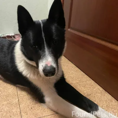 Найдена собака в районе музея ...