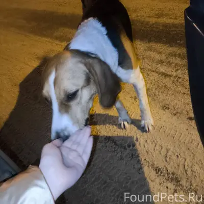 Найдена собака Романово, ближе...