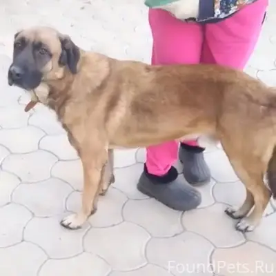 Пропала собака в п. Пригородны...