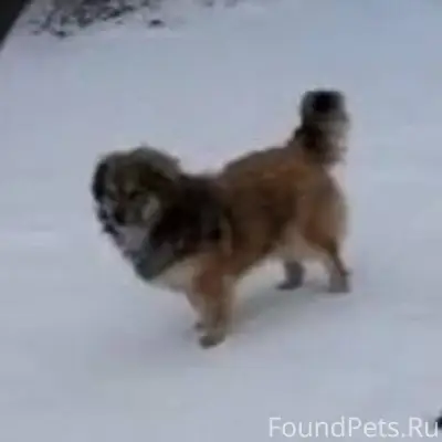 Пропала собака по кличке Бубли...