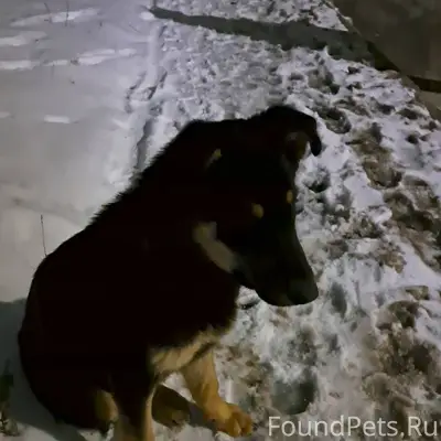 Найдена собака, девочка с ошей...