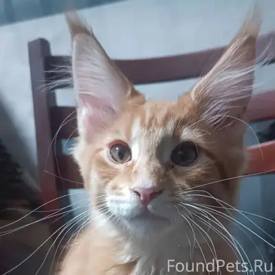 Пропал котёнок 😢 кто что знает...