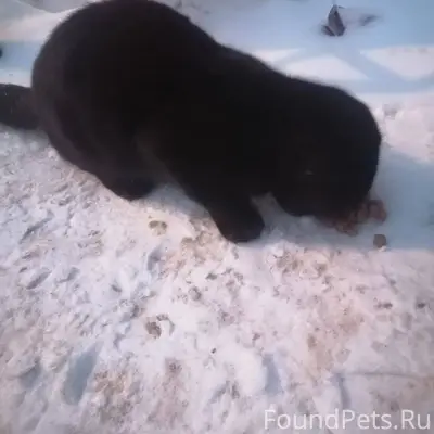 Найден чёрный вислоухий кот (м...