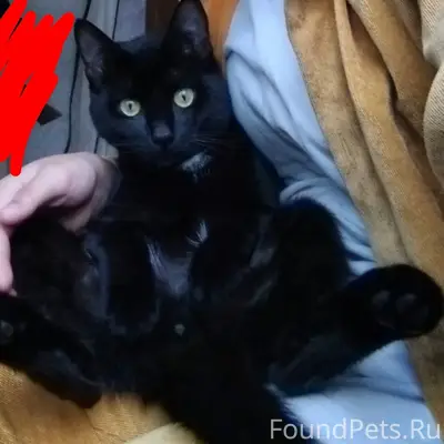 Пропал кот возле 24 школы кто....