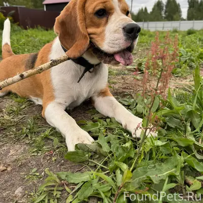 Потерялась собака , порода биг...