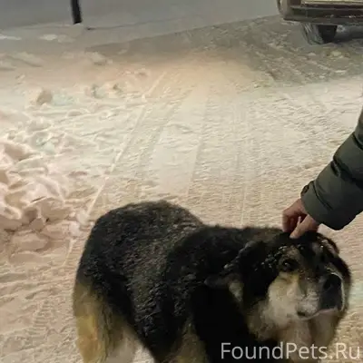 Потерялась собака, большого ра...