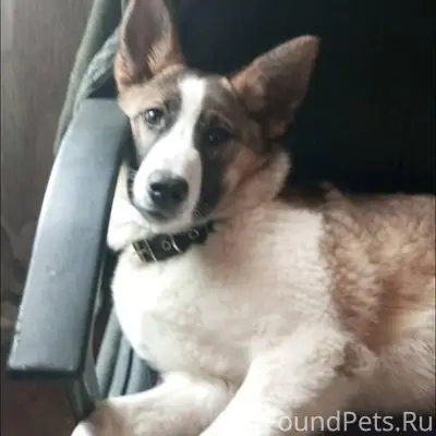 Пропала собака, лайка. Видели ...