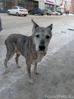 Кто потерял собаку? Район Луго...
