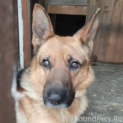 Найден кобель. Похож на овчарк...