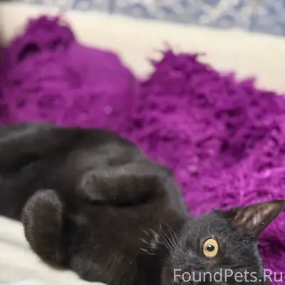 ‼Пропал котенок Сэм.‼ С 21...